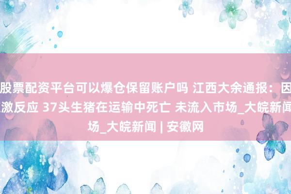 股票配资平台可以爆仓保留账户吗 江西大余通报：因高温等应激反应 37头生猪在运输中死亡 未流入市场_大皖新闻 | 安徽网